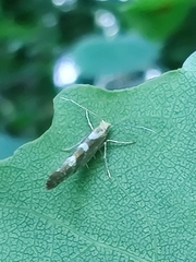 Argyresthia goedartella