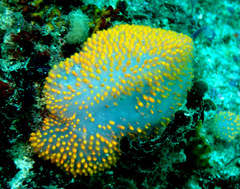 Polycitor giganteus