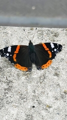Vanessa atalanta