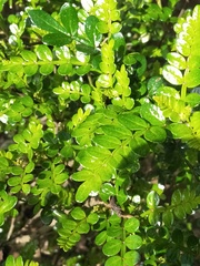 Zanthoxylum beecheyanum