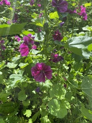 Malva sylvestris mauritiana
