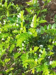 Zanthoxylum beecheyanum