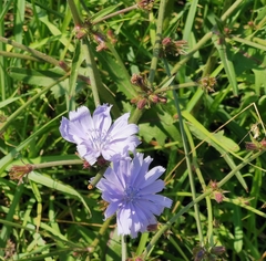 Cichorium intybus