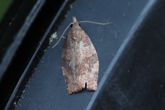 Pandemis cinnamomeana