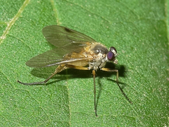 Rhagio lineola