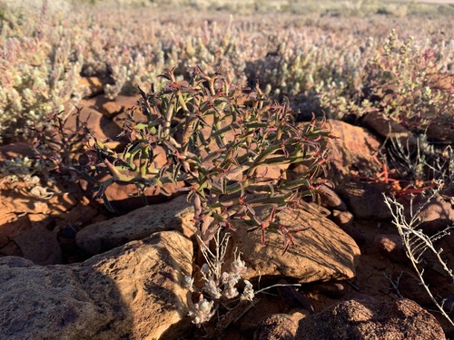 Caustic Bottletree (Euphorbia stevenii)