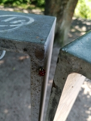 Harmonia axyridis