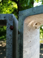 Harmonia axyridis