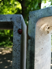 Harmonia axyridis