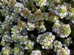 Thymus carnosus