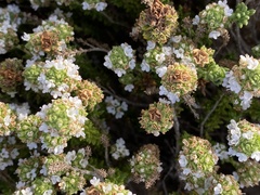 Thymus carnosus