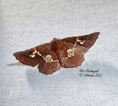 Garaeus specularis