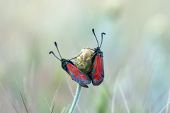 Zygaena punctum