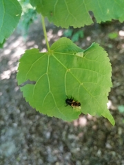 Harmonia axyridis