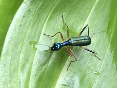 Therates fruhstorferi