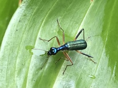 Therates fruhstorferi