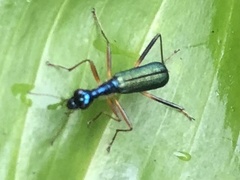 Therates fruhstorferi