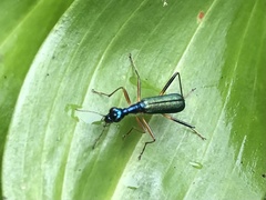 Therates fruhstorferi