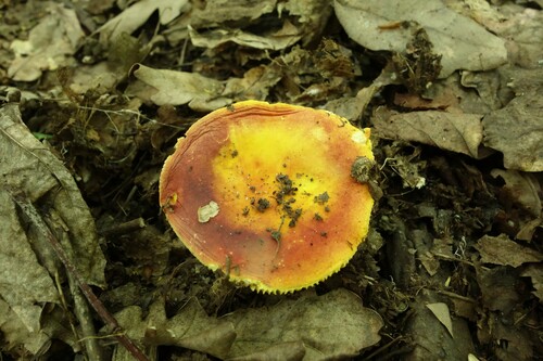 Russula aurea — (c) Aleksei Baushev, some rights reserved (CC BY)