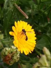 Physocephala vittata