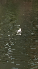 Chroicocephalus ridibundus