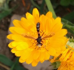 Physocephala vittata