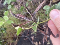 Acacia humifusa
