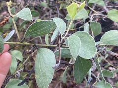 Acacia humifusa