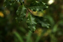 Toechima tenax