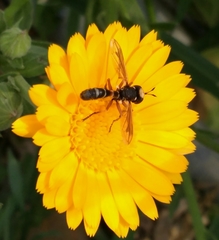 Physocephala vittata