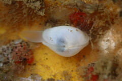 Kellia laperousii