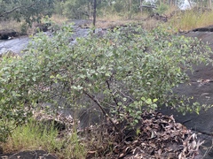 Acacia humifusa