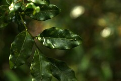 Toechima tenax
