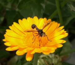 Physocephala vittata