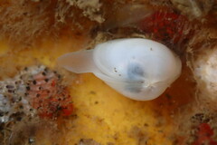 Kellia laperousii