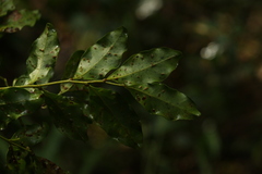Toechima tenax