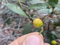 Alyxia spicata