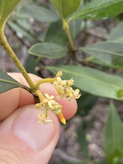 Alyxia spicata