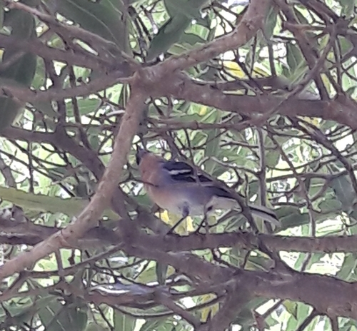 Fringilla moreletti