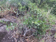 Alyxia spicata