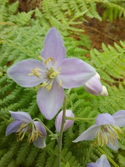 Thalictrum chelidonii