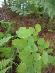 Thalictrum chelidonii
