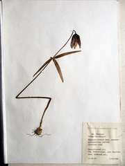 Fritillaria maximowiczii