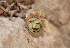 Rosularia serrata