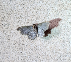 Hastina caeruleolineata