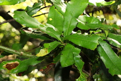 Macadamia integrifolia