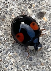 Harmonia axyridis
