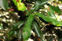 Macadamia integrifolia