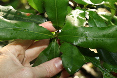Macadamia integrifolia