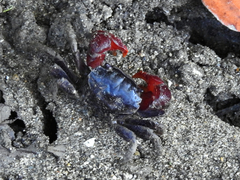 Neosarmatium indicum